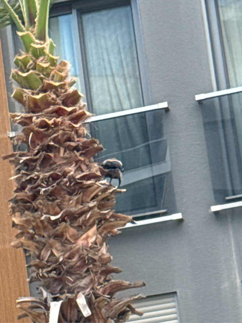 Bulbul żółtodzioby — Bild 2