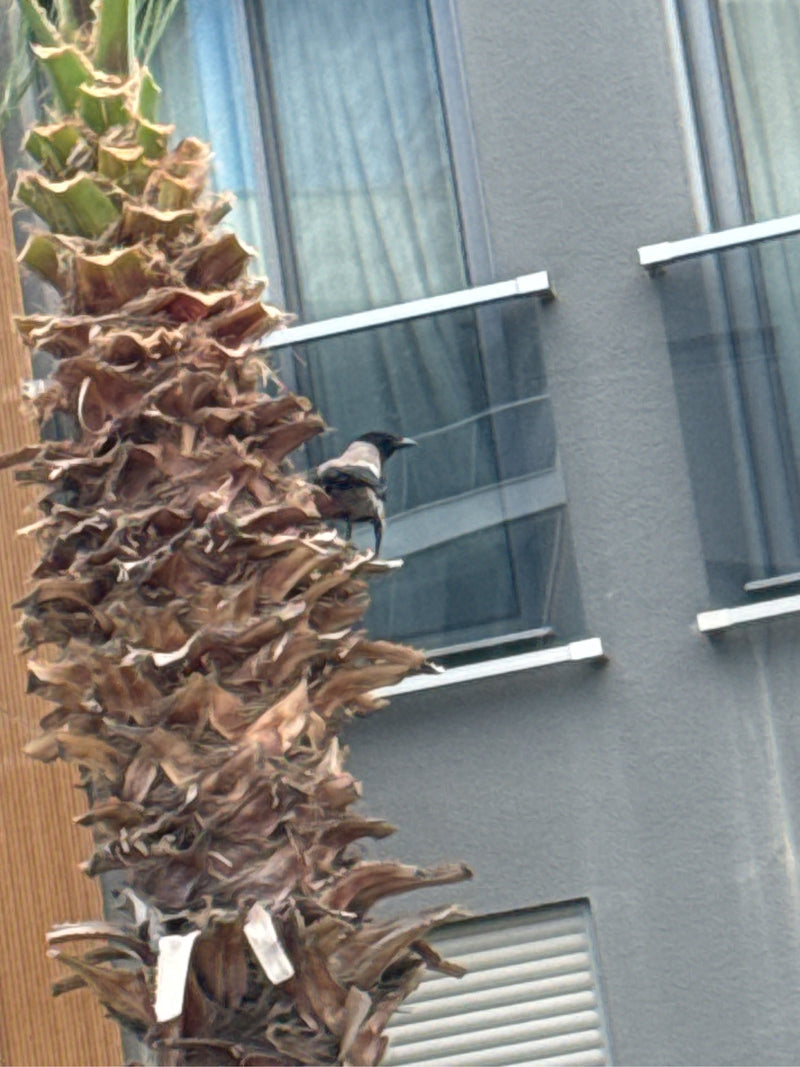 Bulbul żółtodzioby — Bild 1