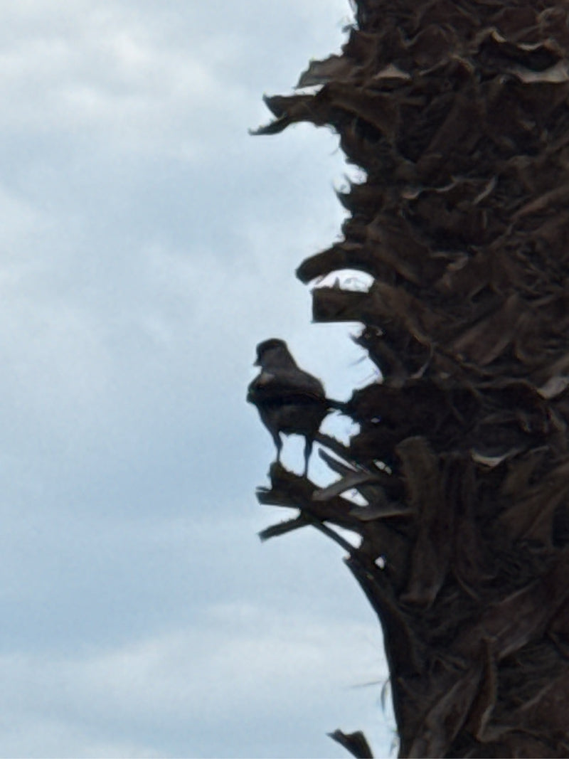 Bulbul żółtodzioby — Bild 3