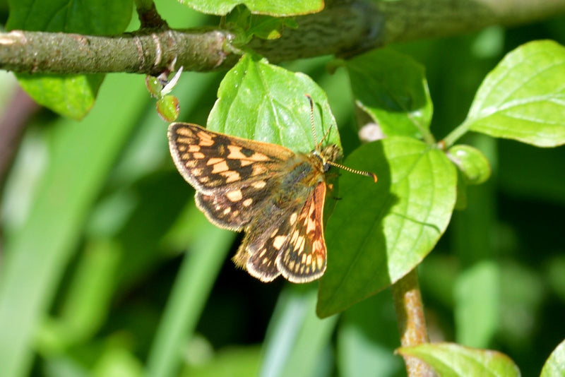 Motyl grubogłowy z żółtą kostką — Bild 1