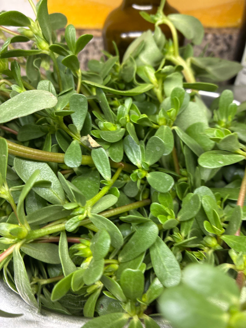 Portulaka — Bild 1
