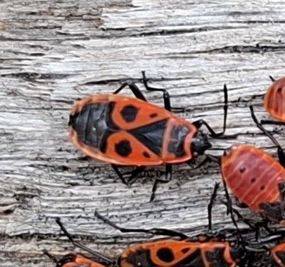 Kilka czerwono-czarnych nimf kowala bezskrzydłego jest dobrze widocznych na jasnej powierzchni drewna. Owady pokazują swój typowy wzór.