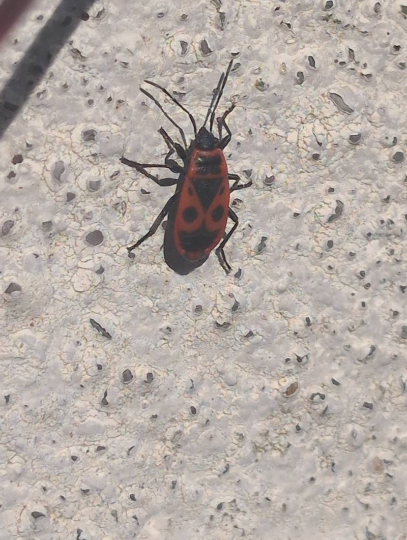 Firebug — Bild 2