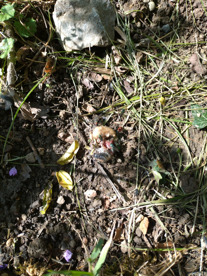Kilka pospolitych much z gatunku Lucilia sericata żeruje na resztkach jedzenia na dnie lasu. Zwierzęta są sfotografowane z dużej odległości.