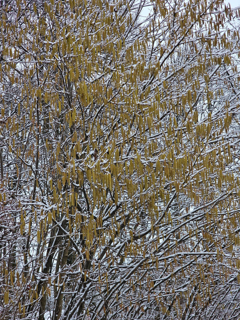 orzech laskowy — Bild 1