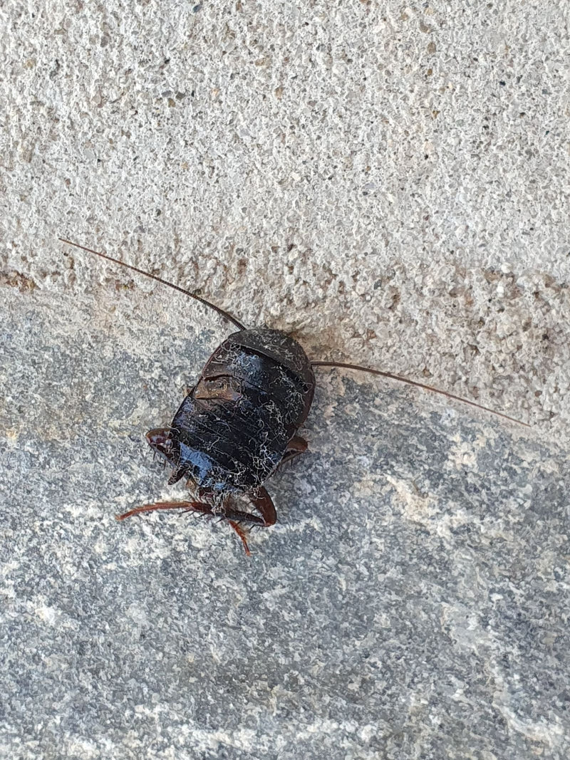 Karaczan wschodni jest sfotografowany od góry na szarej kamiennej posadzce. Ciemna, lśniąca struktura ciała i długie czułki są dobrze widoczne.