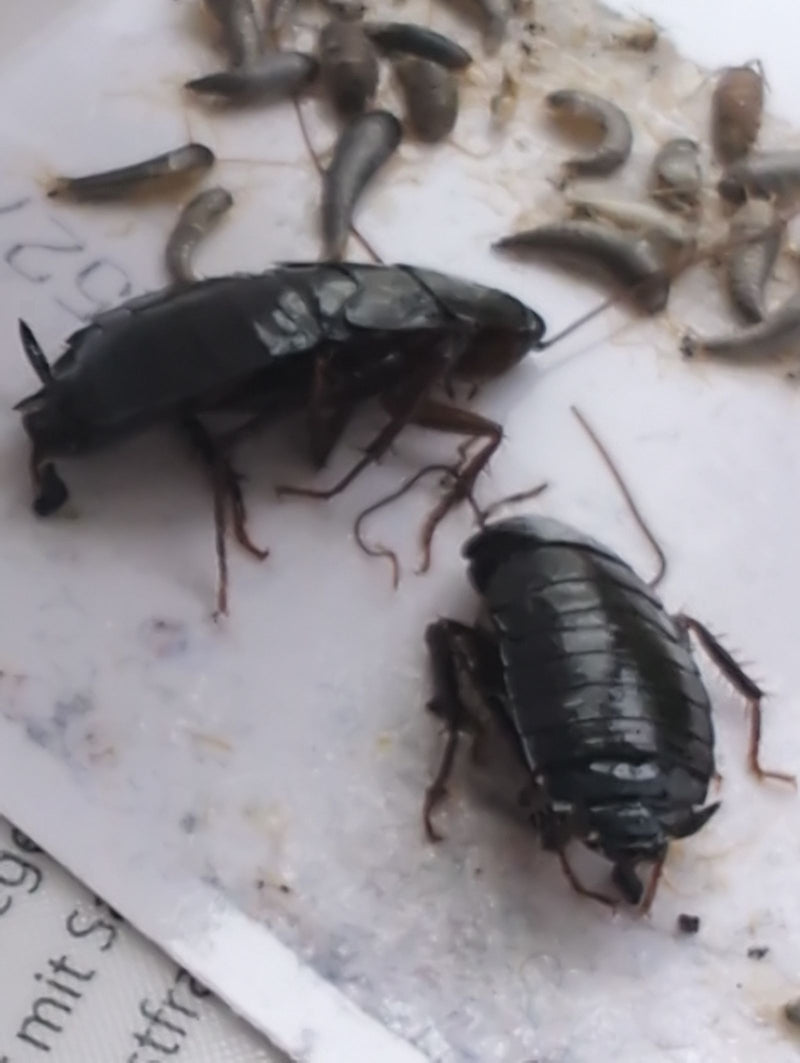 Zdjęcie przedstawia dwa ciemne karaluchy wschodnie oraz kilka ootek na jasnej powierzchni.