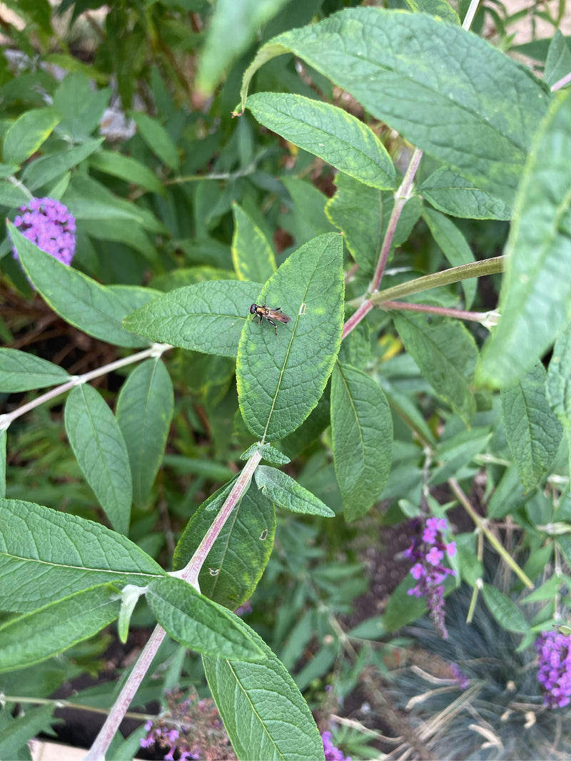 Gemeine Mistbiene — Bild 1