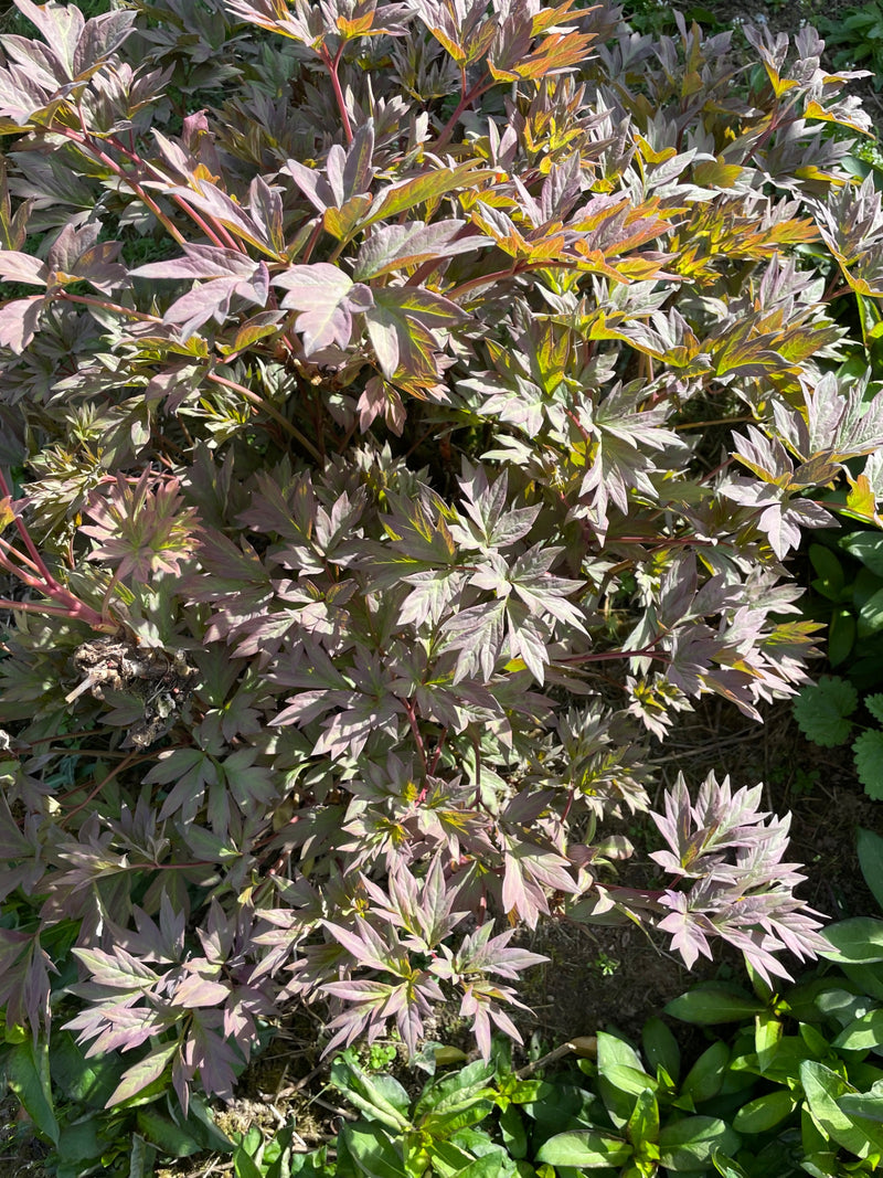 Piwonia pospolita — Bild 1