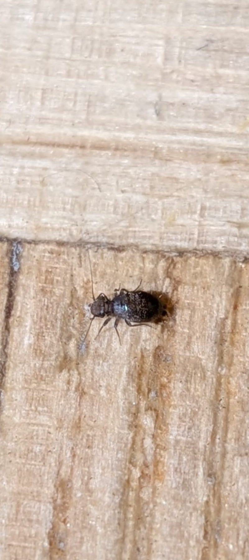 Bezskrzydły gryzek z gatunku Mesopsocus unipunctatus siedzi na jasnej drewnianej powierzchni. Owad ma ciemno nakrapiany, zaokrąglony odwłok i długie czułki.