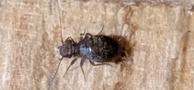 Gryzek (Mesopsocus unipunctatus) odpoczywa na jasnej powierzchni drewna w widoku od góry.