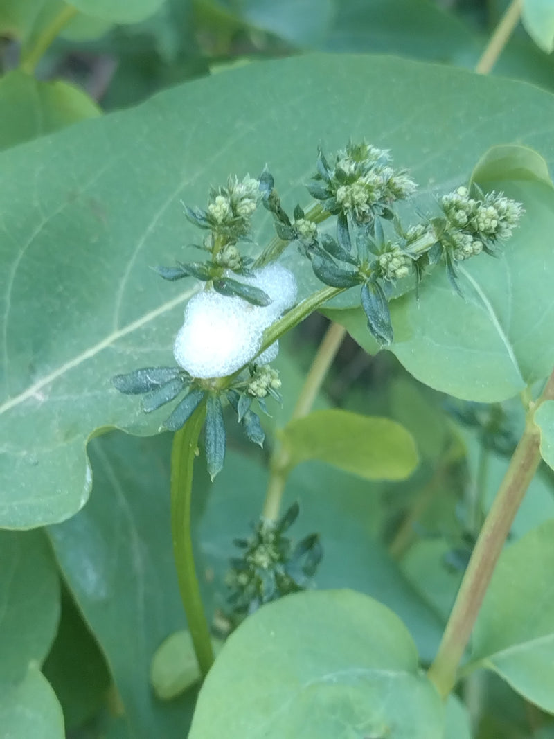 Zwykły pianista — Bild 1