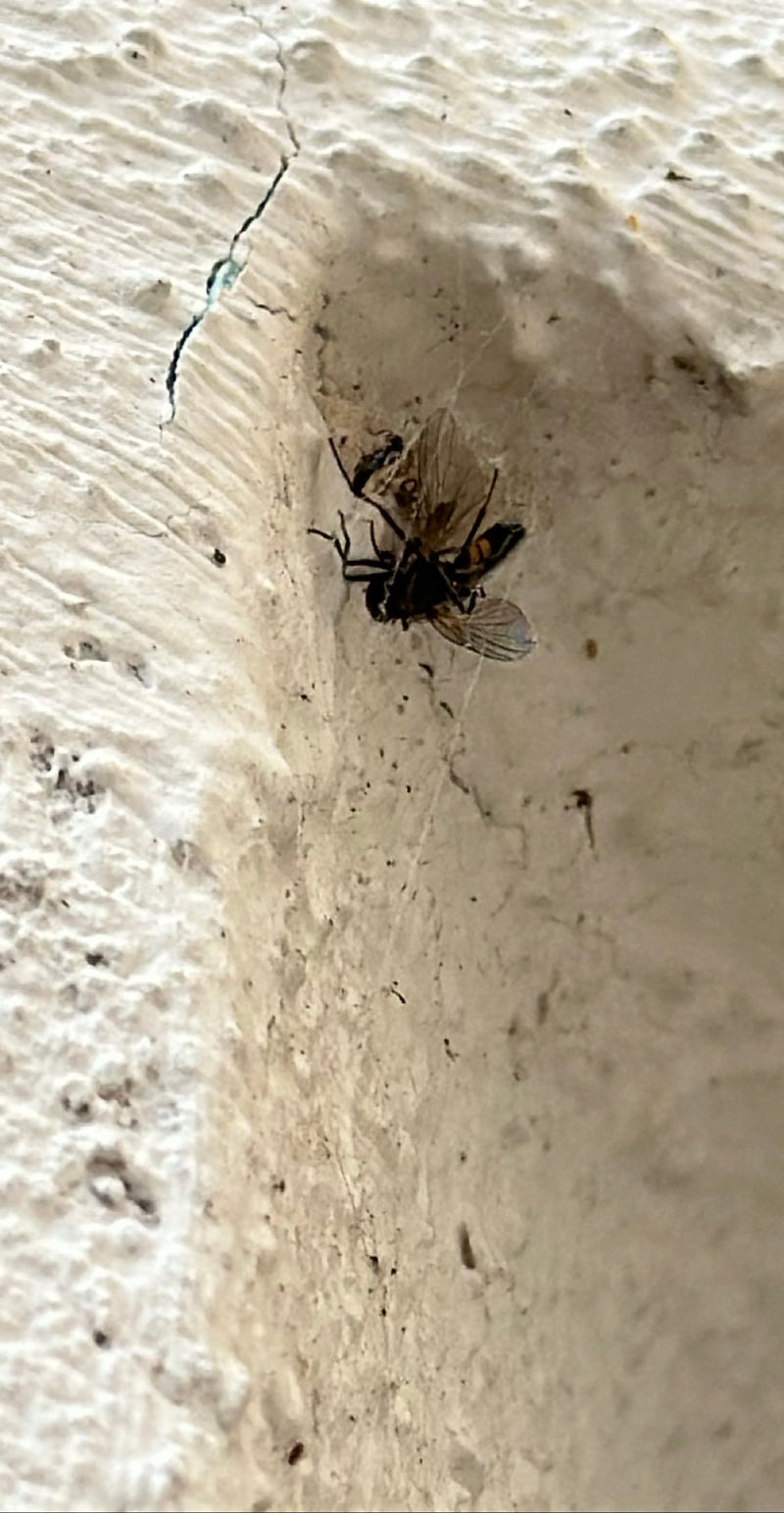 Bzyg zwyczajny — Bild 3