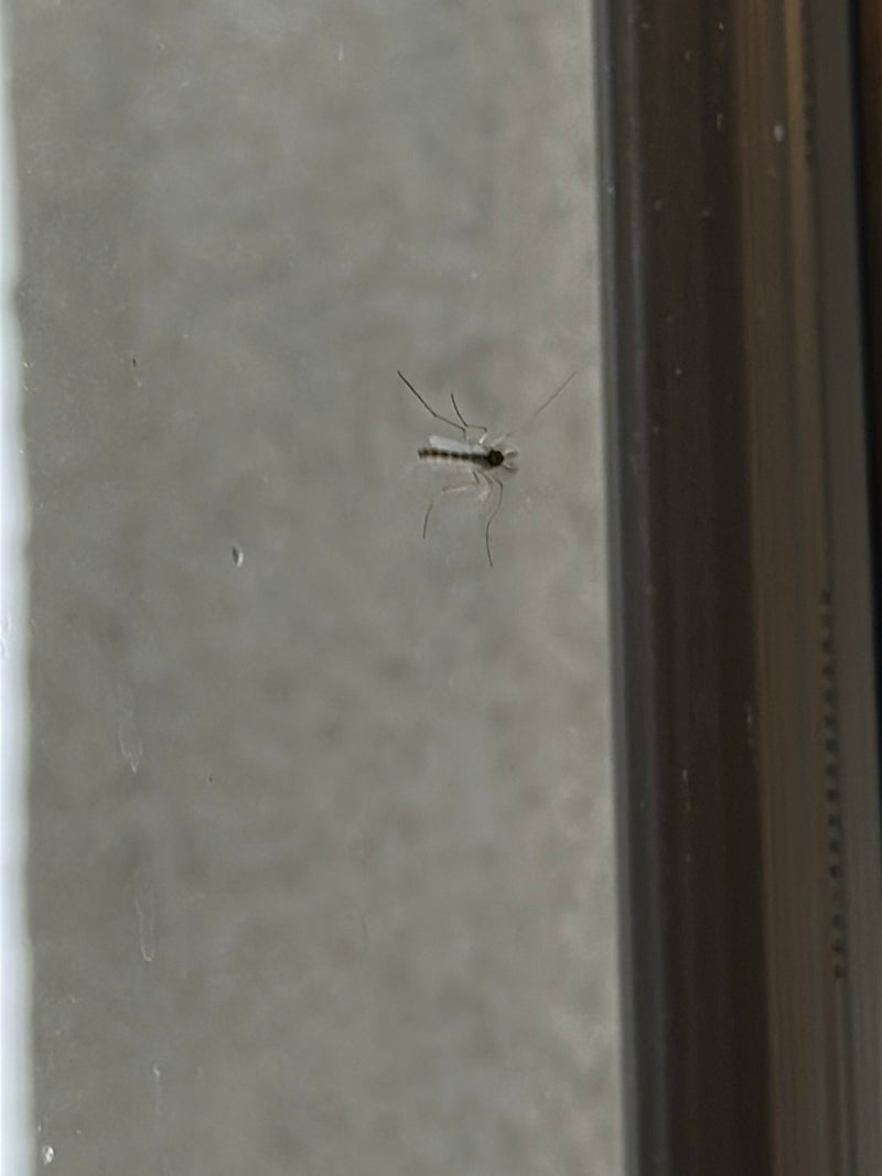 Komar domowy siedzi na gładkiej szybie. Czułki, cienkie nogi i smukłe ciało są dobrze widoczne.