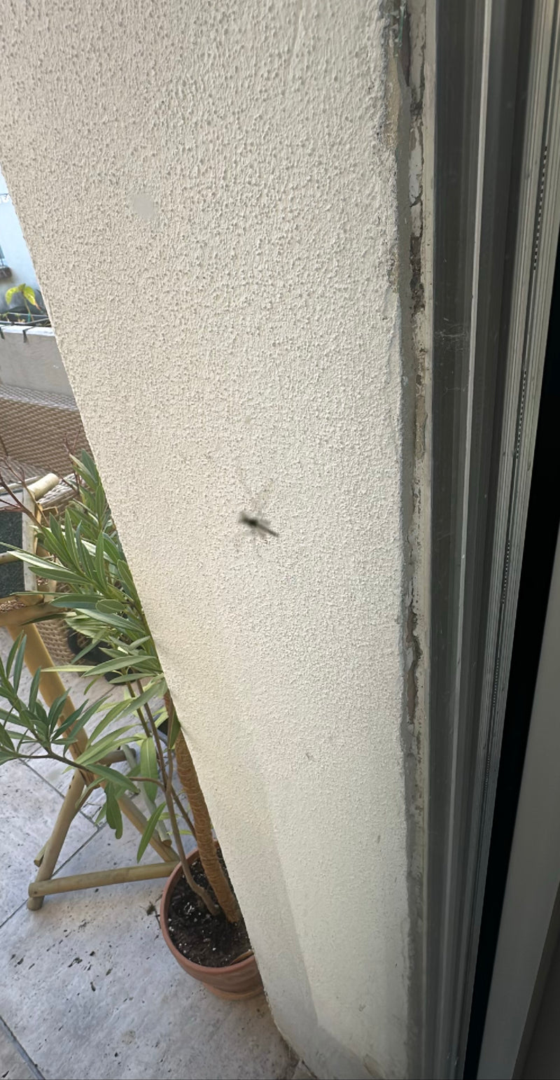 Komar brzęczący siedzi na jasnej, otynkowanej ścianie. Owad jest widoczny na zdjęciu, ale dość nieostry.
