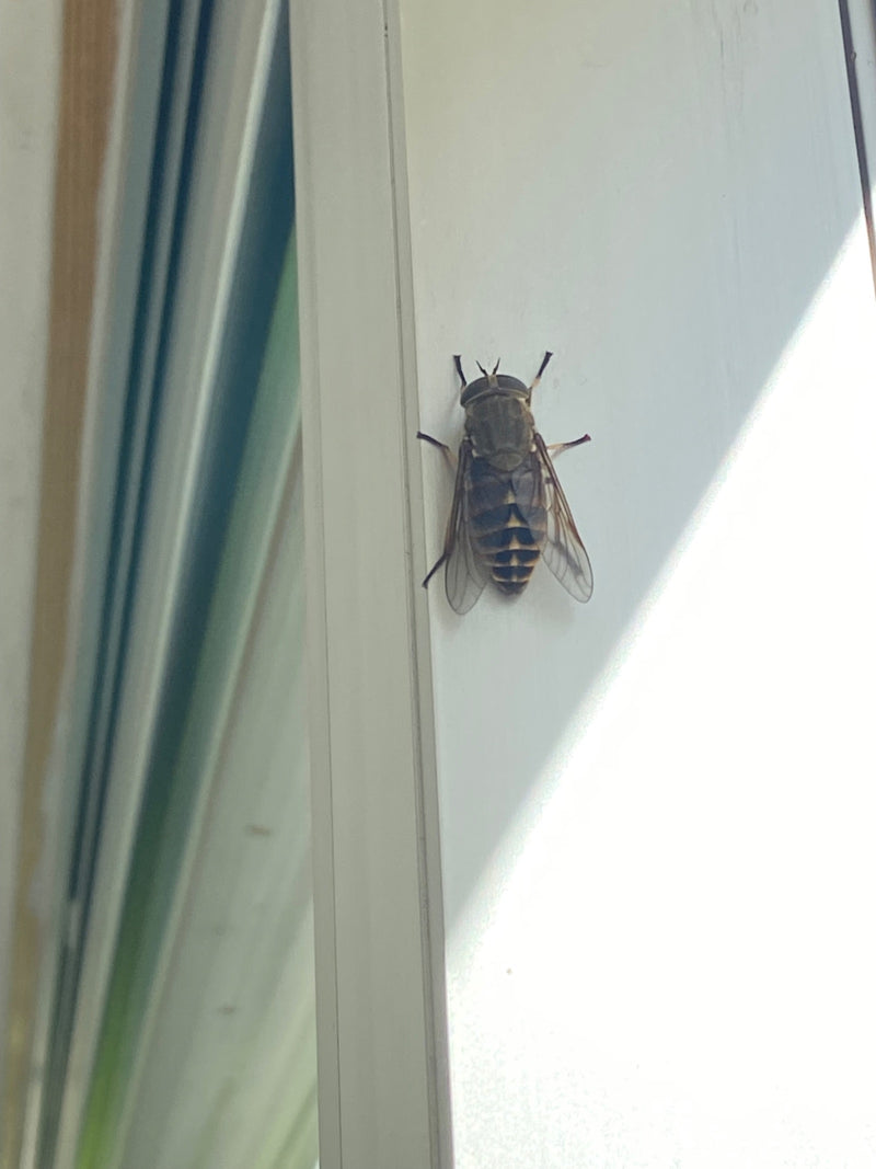 Zdjęcie przedstawiające bąka końskiego odpoczywającego na jasnej ramie okiennej. Owad jest sfotografowany od góry, pokazując charakterystyczny wzór na skrzyd...
