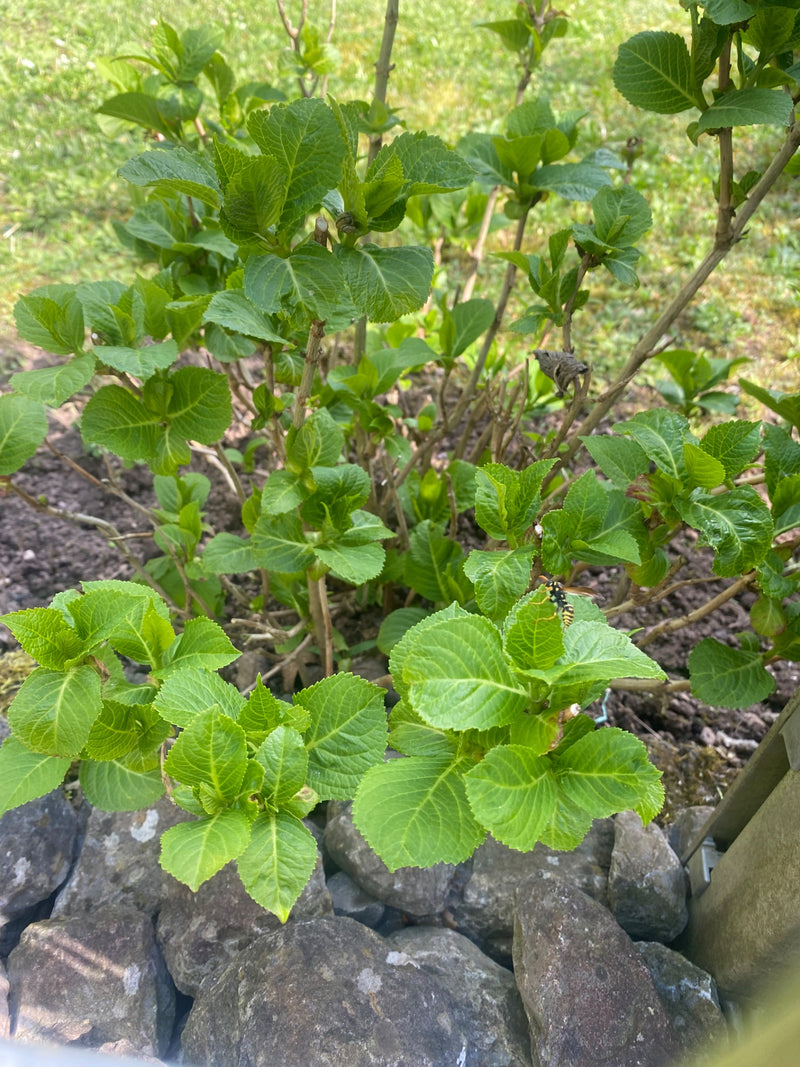 osa zwyczajna — Bild 5