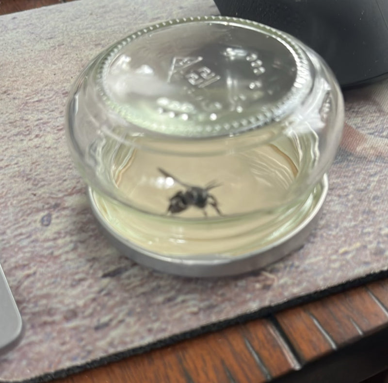 Gemeine Wespe (Gattung Vespula) — Bild 2