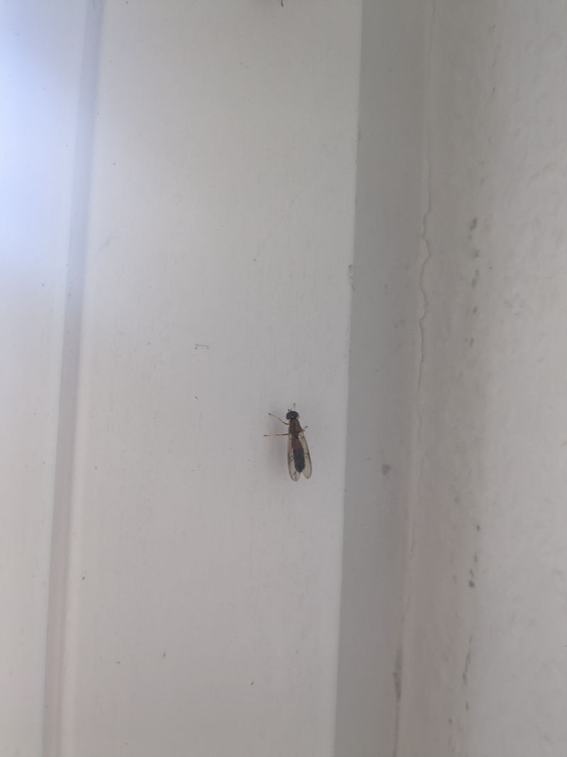 Bzygowata (Melanostoma mellina) odpoczywa na białej ścianie.