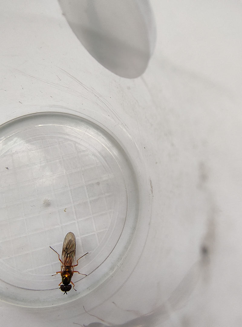 Bzygowata mucha siedzi na dnie przezroczystego plastikowego pojemnika. Pozostaje w tej pozycji bez ruchu.