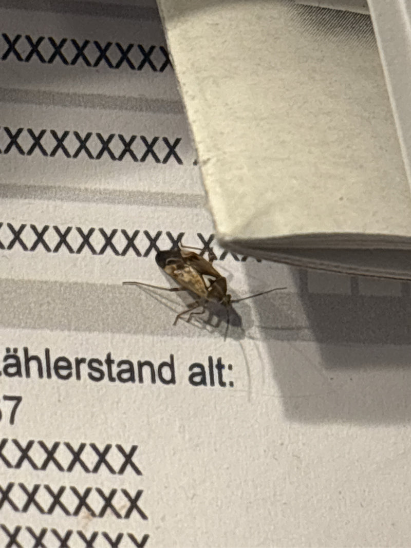 Pospolity błąd łąkowy — zdjęcie 1 z 10
