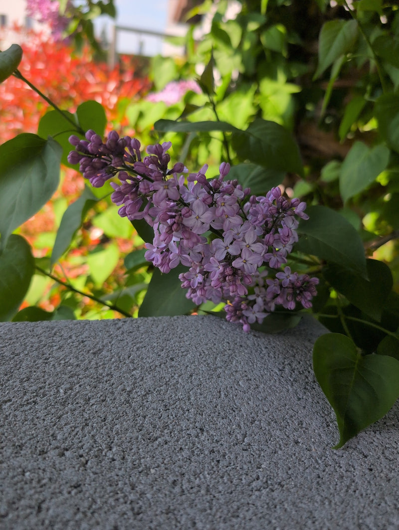 liliowy — Bild 1
