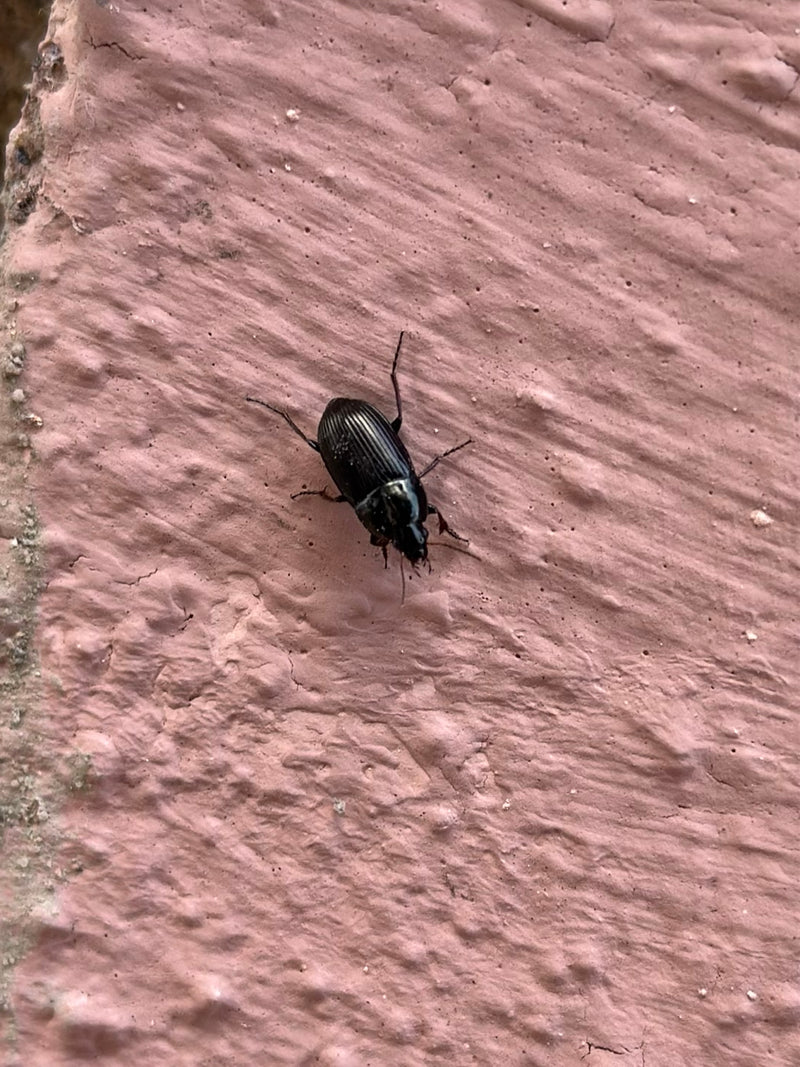 Na zdjęciu widać czarnego chrząszcza z błyszczącym ciałem na teksturowanej różowej powierzchni. Owad spoczywa w widoku z góry.