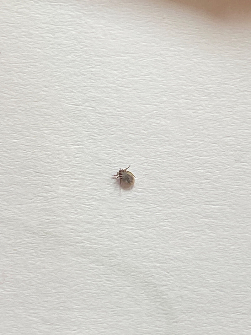 Na zdjęciu widać kleszcza pospolitego (Ixodes ricinus). Kleszcz znajduje się na jasnym, teksturowanym podłożu.