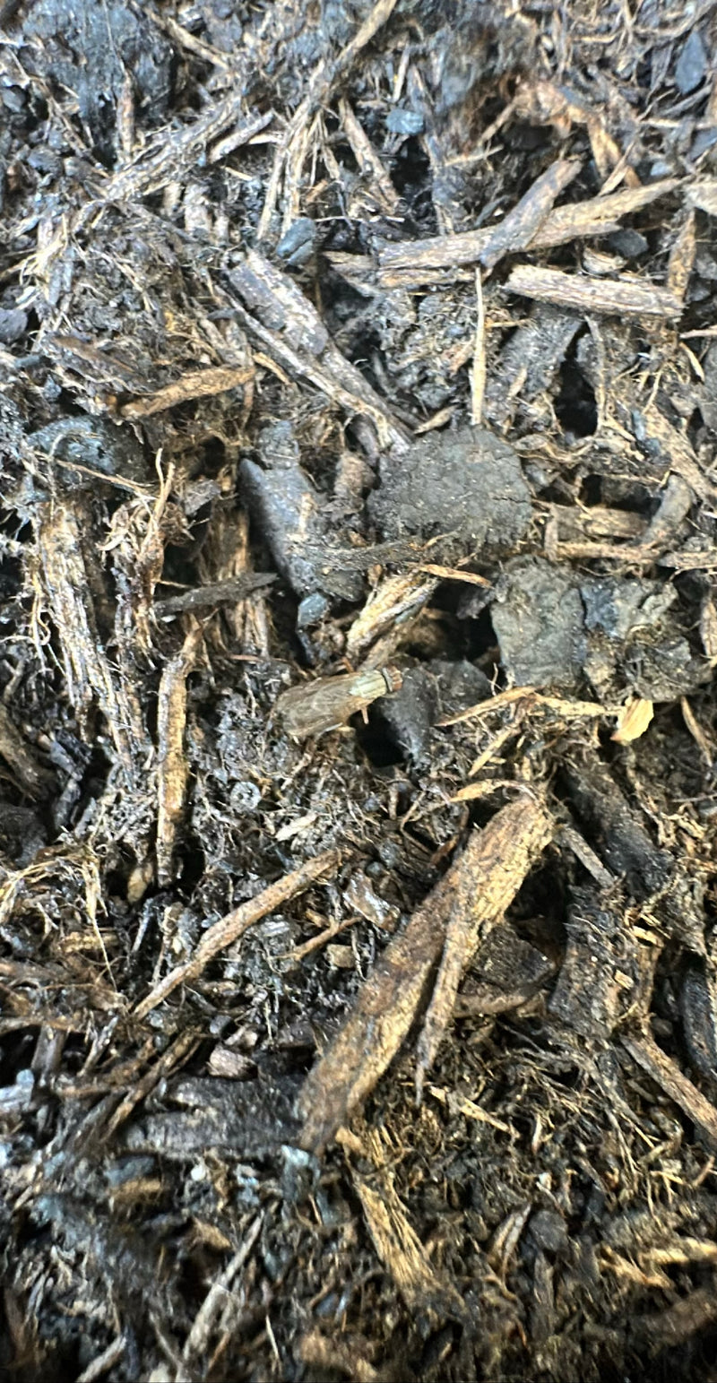 Typowa pleśń głowy — Bild 1