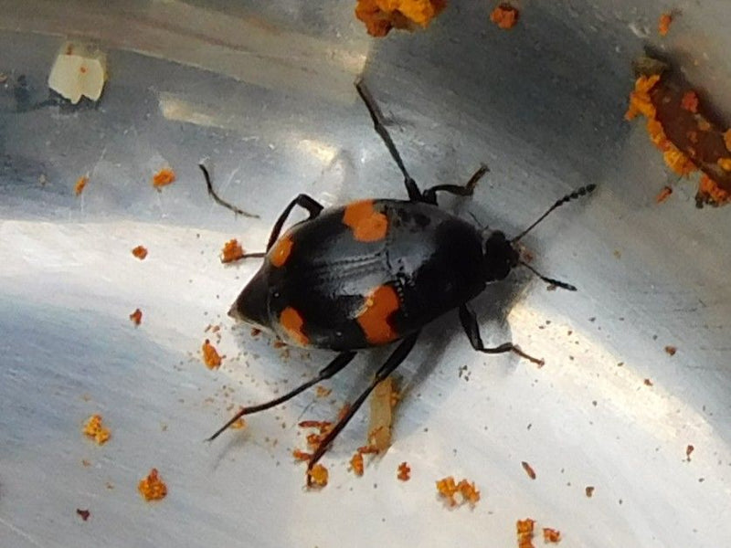 Gemeiner Pilzkäfer — zdjęcie 1 z 1
