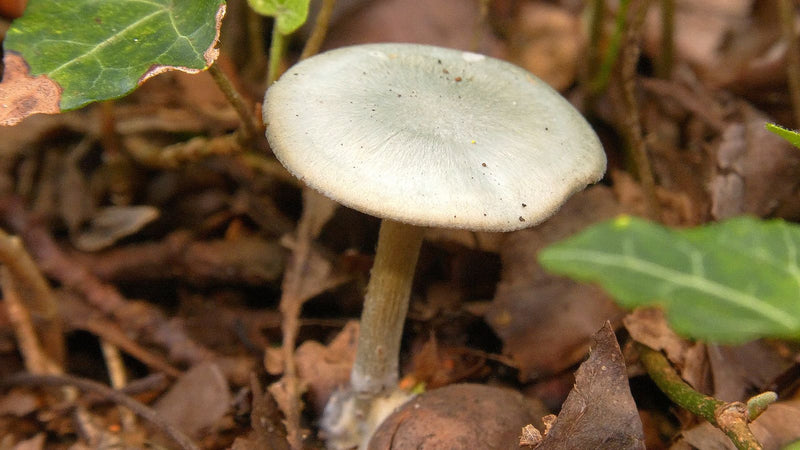 Pojedynczy owocnik grzyba z gatunku Mycena pura stoi na ściółce leśnej z charakterystycznym, lekko błyszczącym kapeluszem i smukłą nóżką. Jest otoczony liśćm...