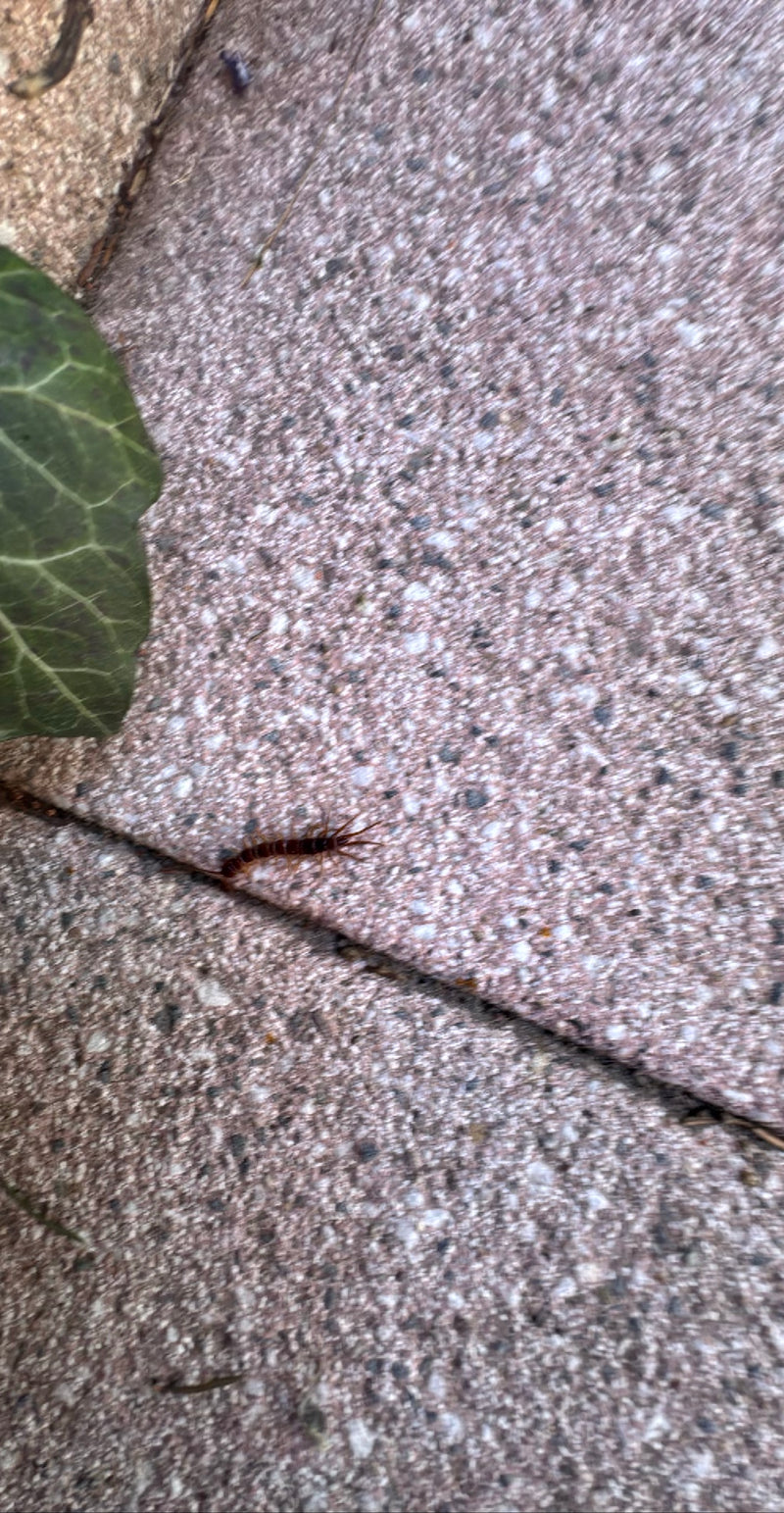 Zwykły Stonecreeper — Bild 3