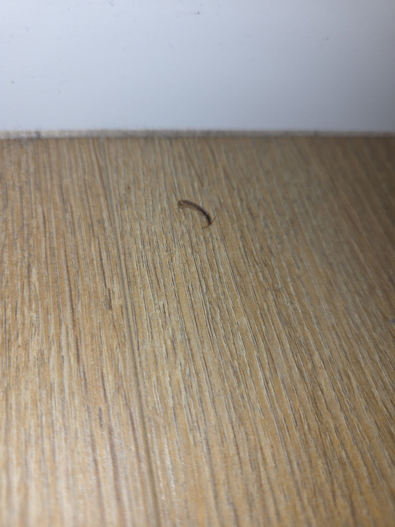 Gemeiner Steinläufer — Bild 1