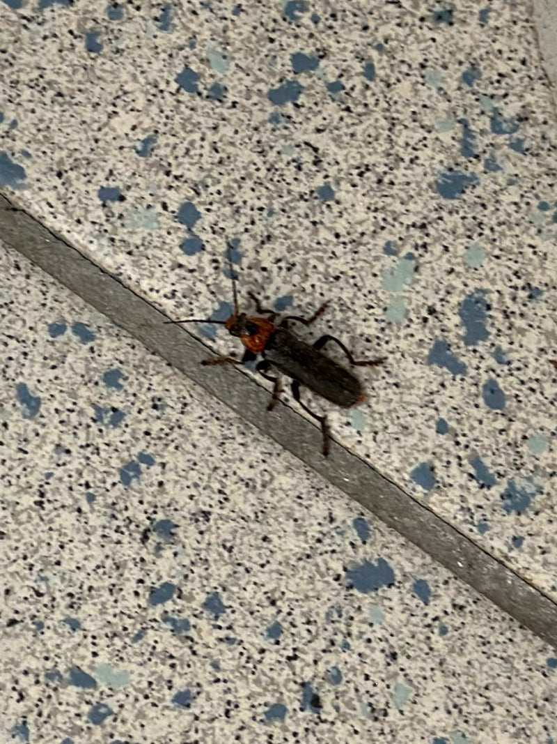 Zdjęcie przedstawia owada z gatunku Cantharis fusca siedzącego na jasnej, wykafelkowanej podłodze. Owad ma charakterystyczne czerwone przedplecze i ciemne po...