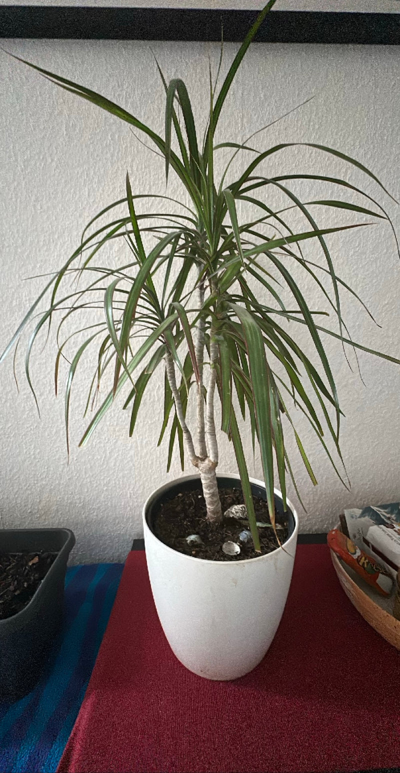 Obcięte smocze drzewo — Bild 1