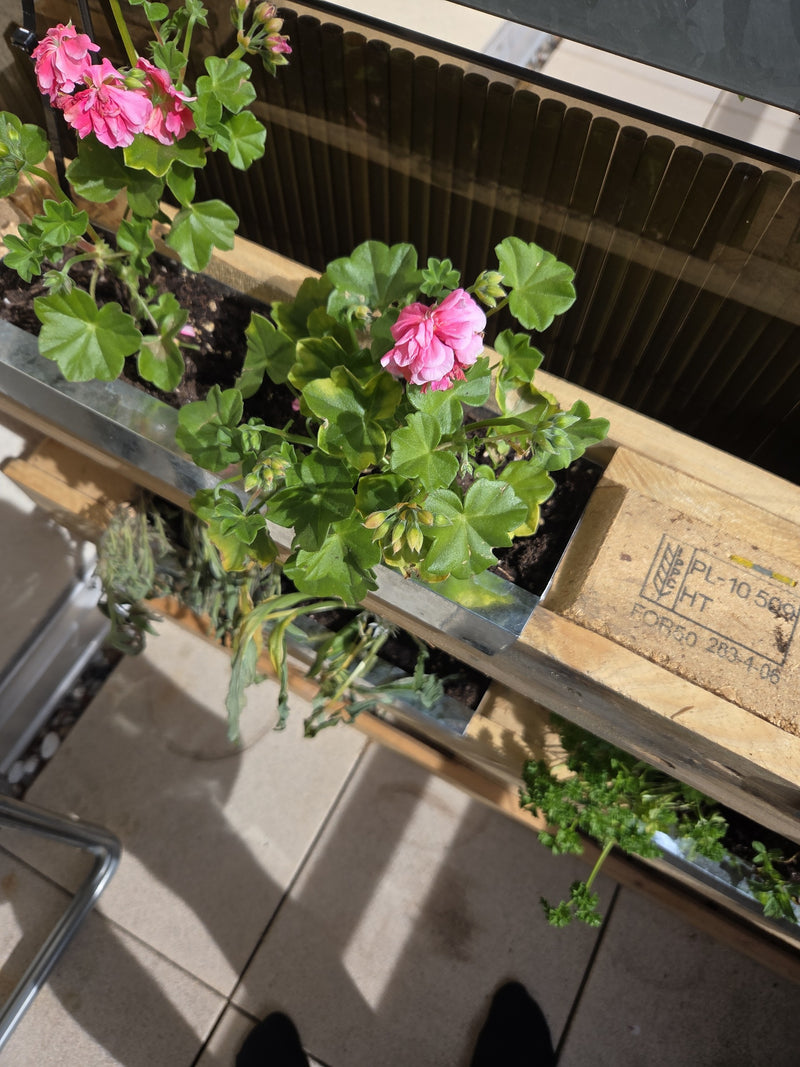 pelargonia — Bild 2