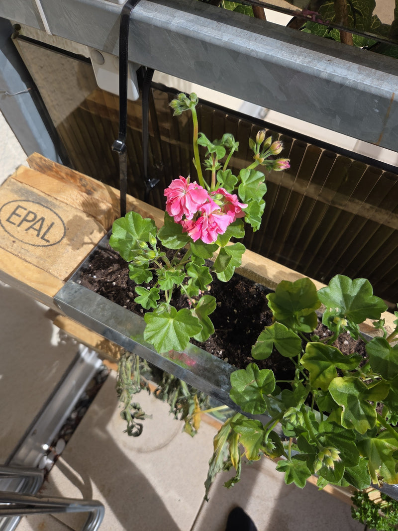 pelargonia — Bild 1
