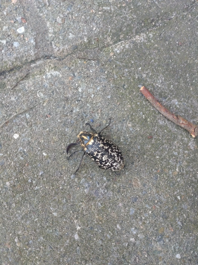 Gerippter Brachkäfer — Bild 1