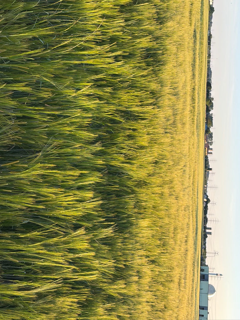 jęczmień — Bild 3