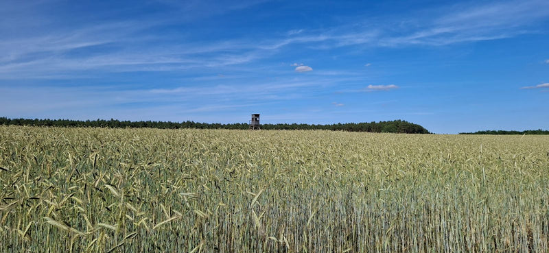 jęczmień — Bild 5