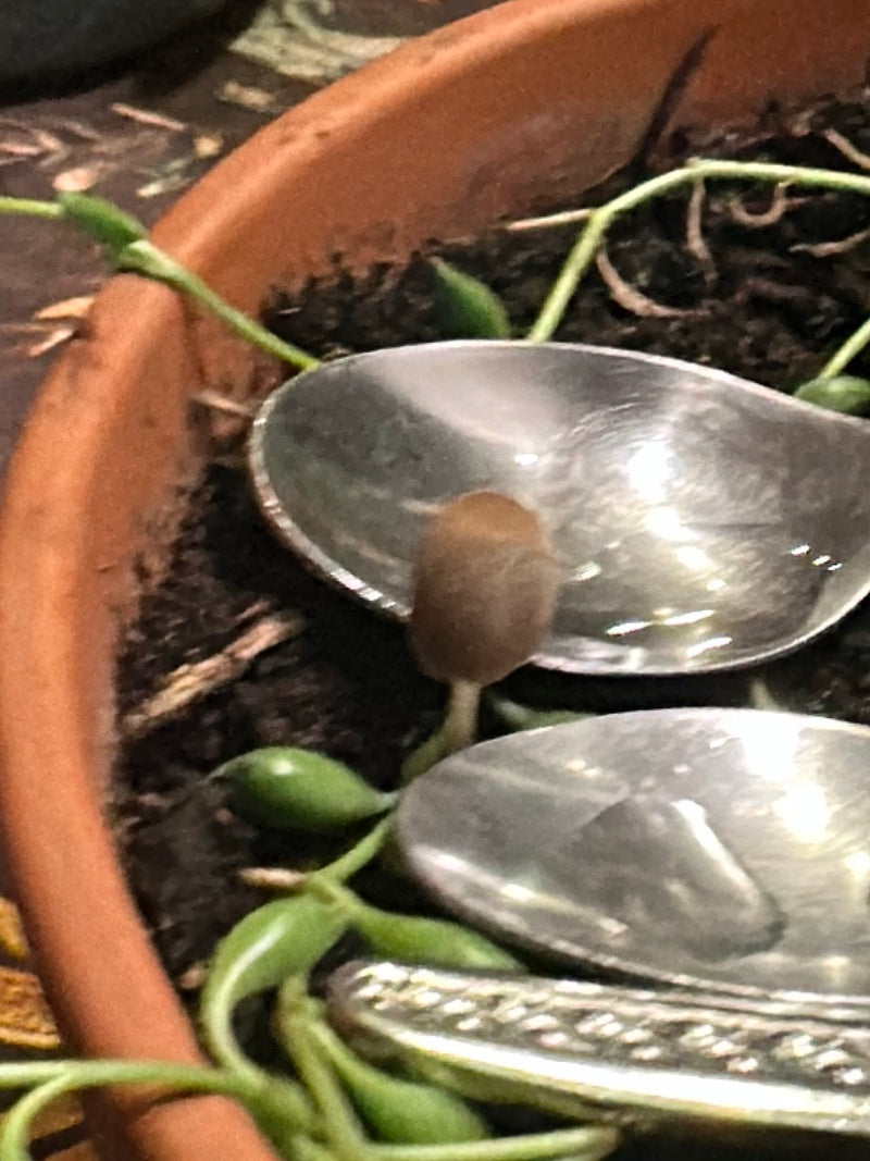 Zabarwienie nasion — Bild 3