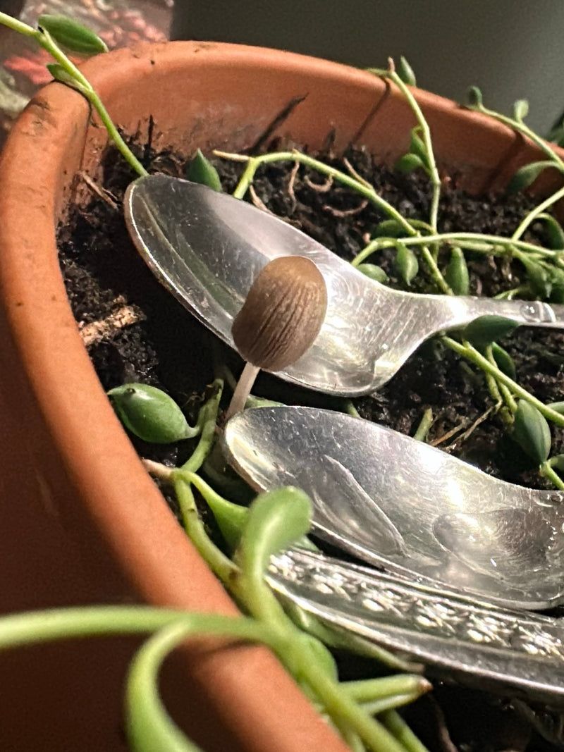 Zabarwienie nasion — Bild 2