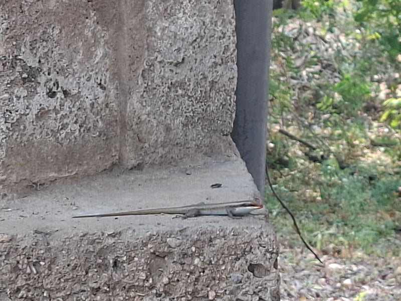 Gestreifter Skink — zdjęcie 1 z 1