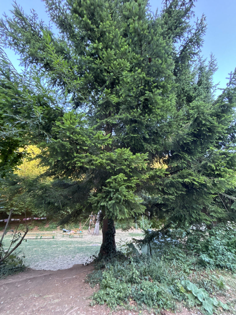 Daglezja zwyczajna — Bild 2
