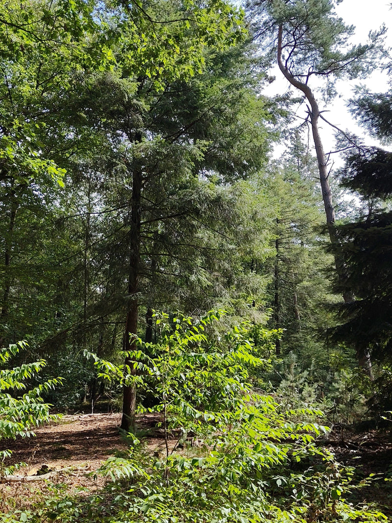 Daglezja zwyczajna — Bild 1