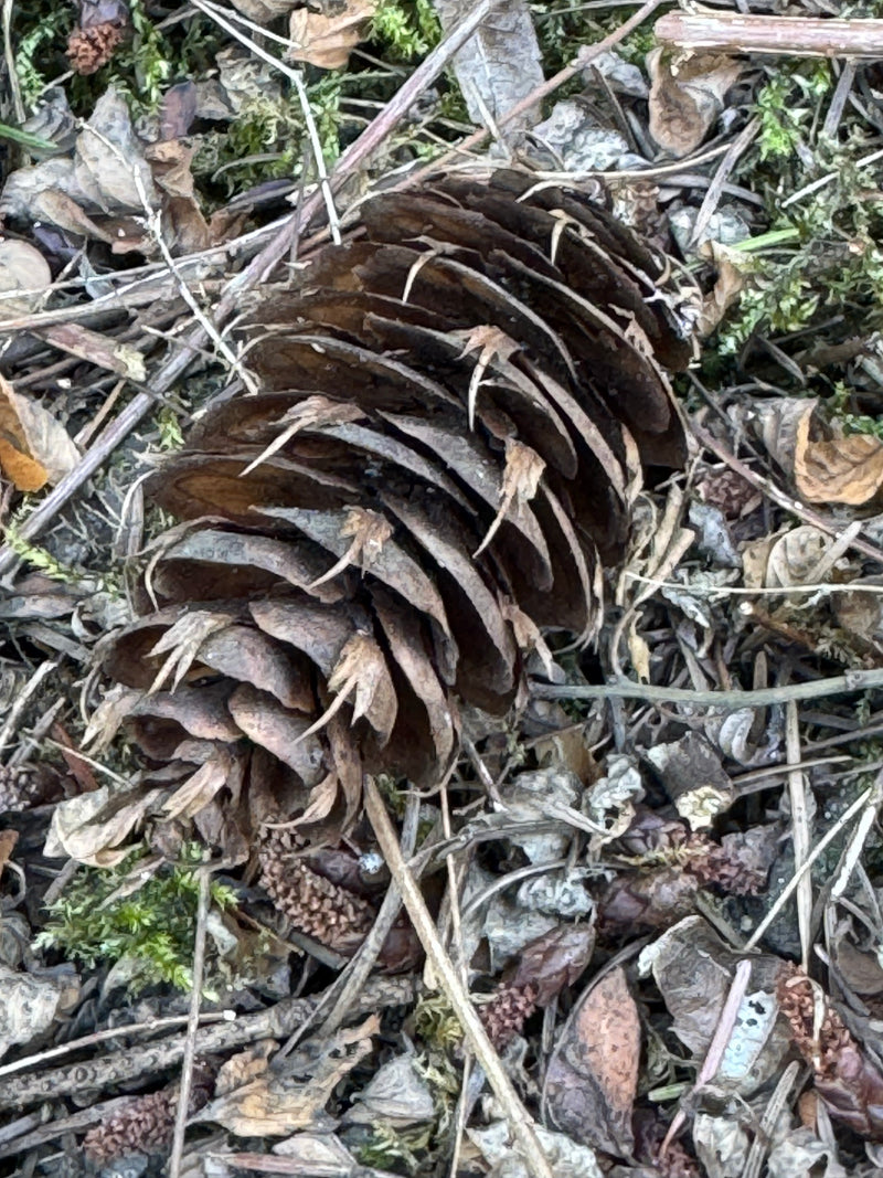 Daglezja zwyczajna — zdjęcie 1 z 27