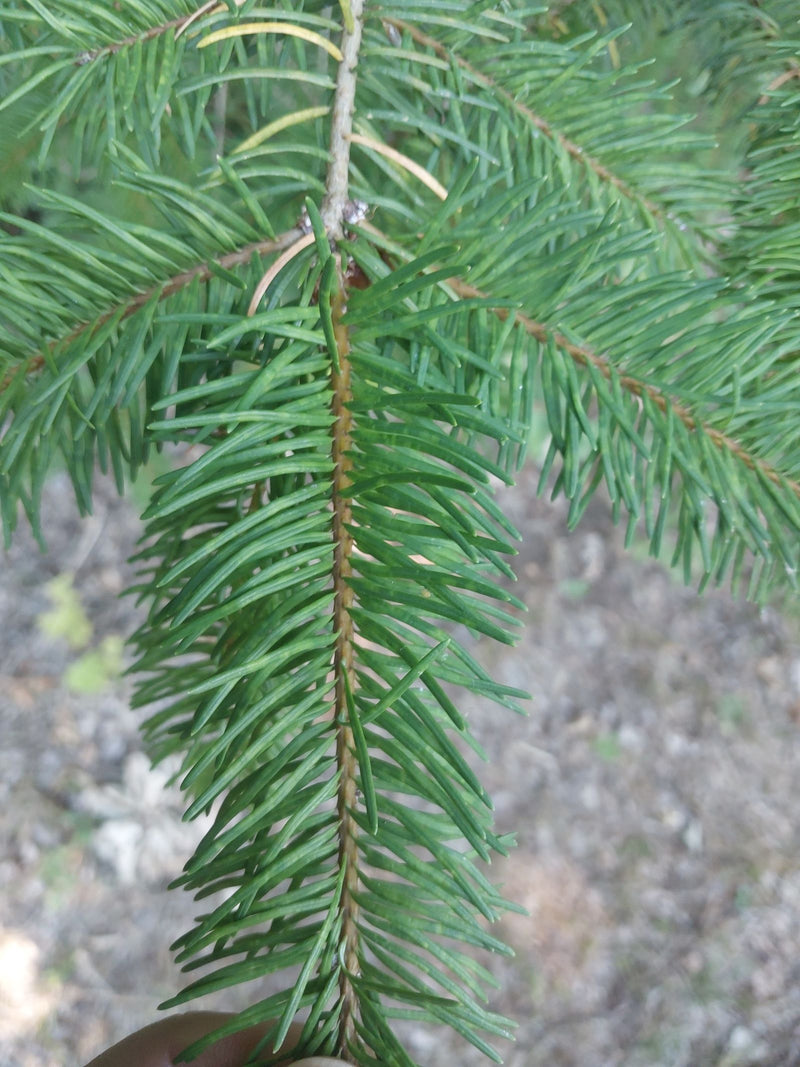 Daglezja zwyczajna — Bild 3