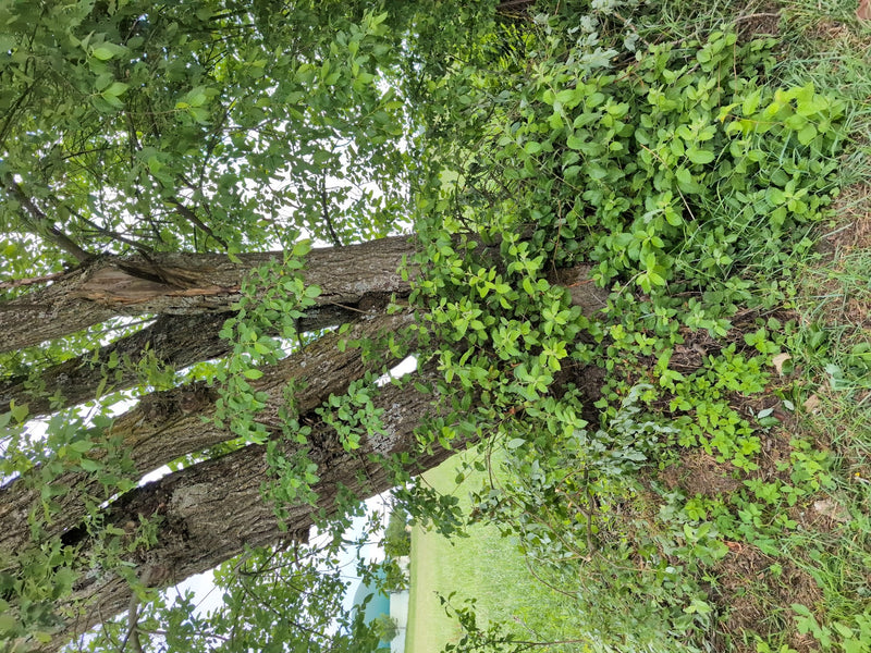 Zdjęcie przedstawia masywny pień i zielone liście jesiona wyniosłego w naturalnym otoczeniu.
