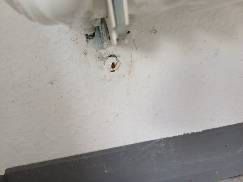 Pospolity gruby pająk — Bild 1