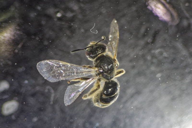 Zdjęcie przedstawia pszczołę z gatunku Lasioglossum calceatum z góry na ciemnym tle.